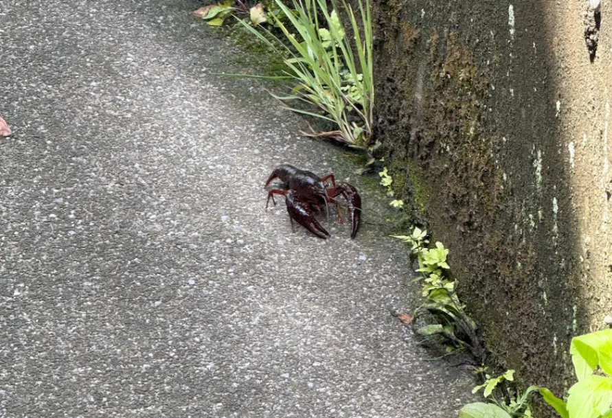 ざりがに