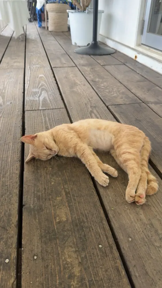 猫