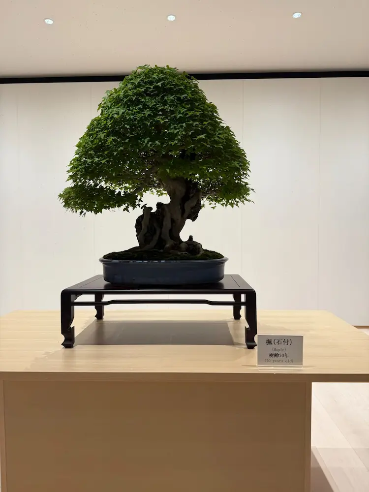 植木